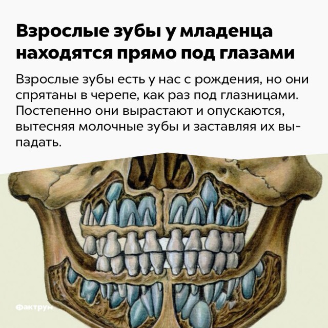Японские учёные создали лекарство для роста зубов