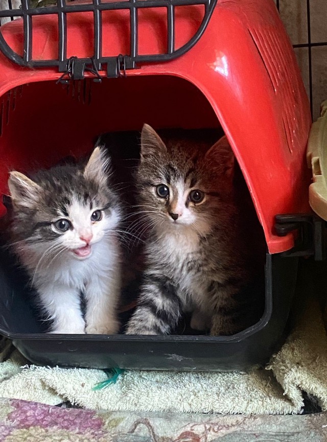 Котовторник. Моему мультяшке 1 год