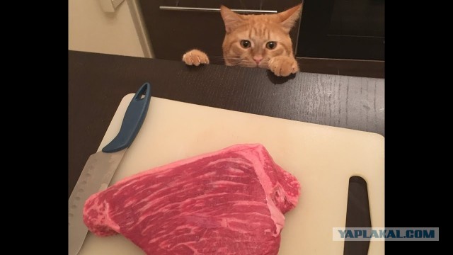 Химия и жизнь
