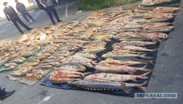 В России оценили возможное подорожание рыбы
