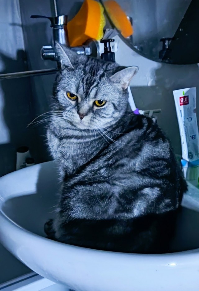 Юбилей кота 09.ХII.2013