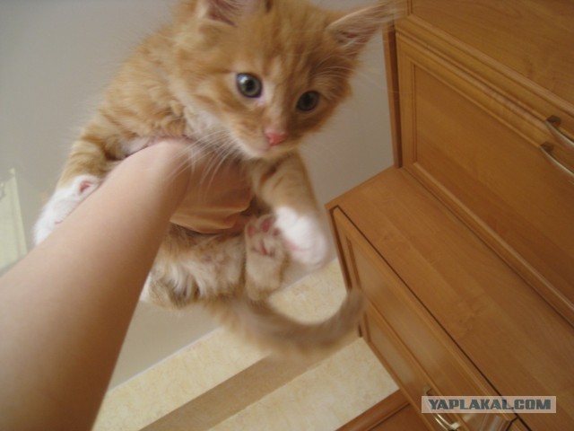 Котовторник 30.04.2013