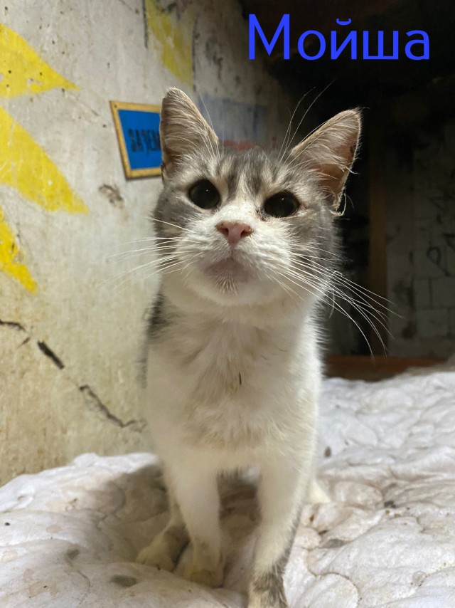 Жизнь домашнего приюта "Котоленд" 419