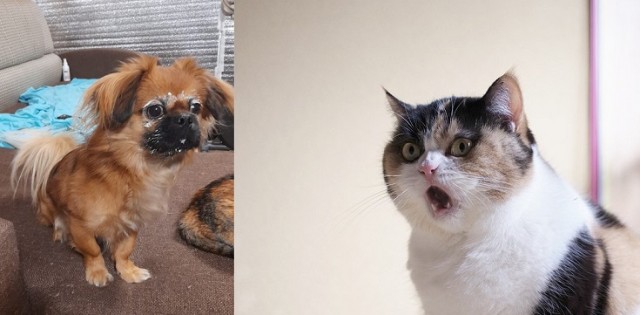 Девочка, которая не бросит