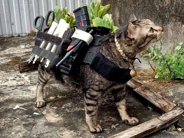 Военныйкот-медик