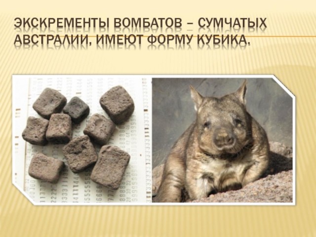 Женщина спасла этих вомбатов, и они стали её питомцами