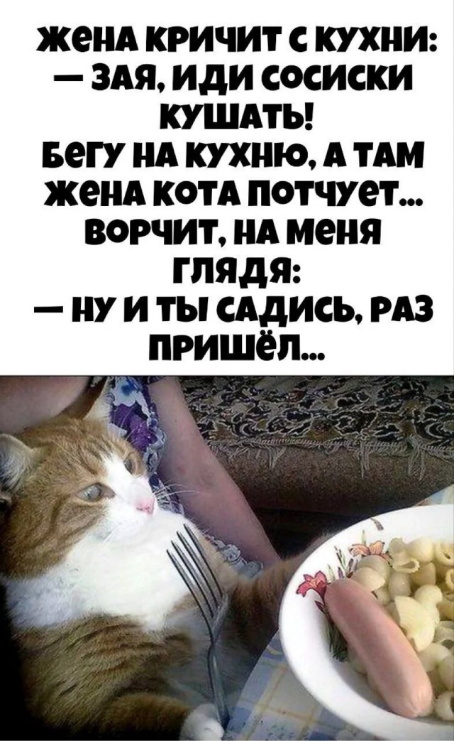 Котовторник в картинках