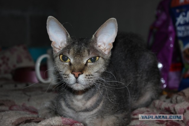 Гадкий котёнок