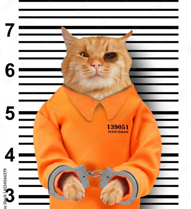 Вот тебе и котовторник
