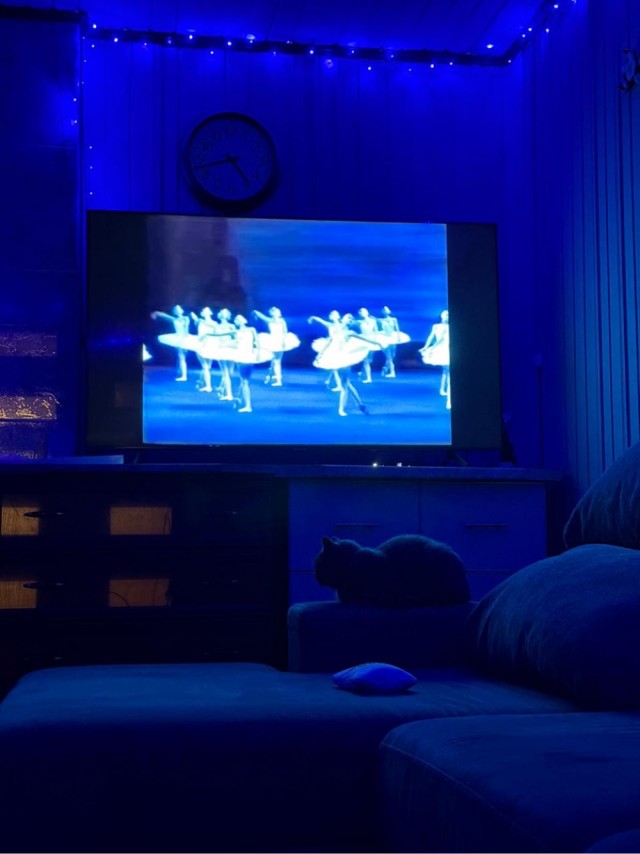 Последний котовторник в этом году