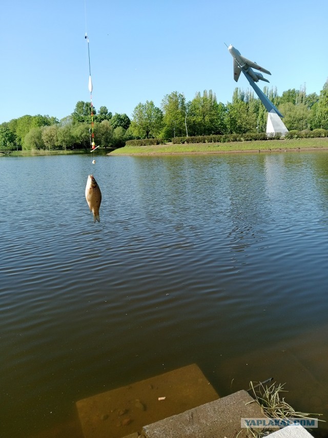 Удочка или херабуна?