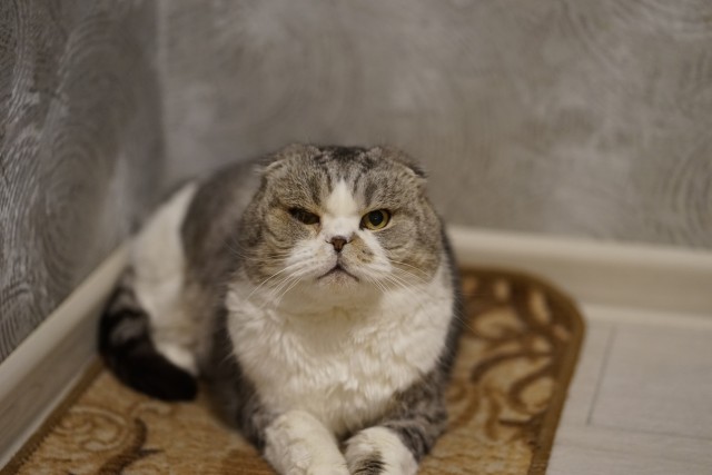 Совпало с котовторником.