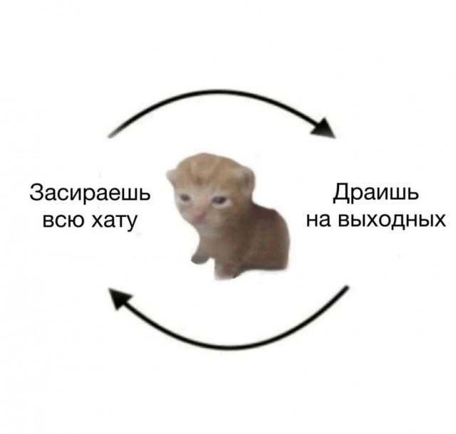 Смешные картинки с надписями и чужой кот