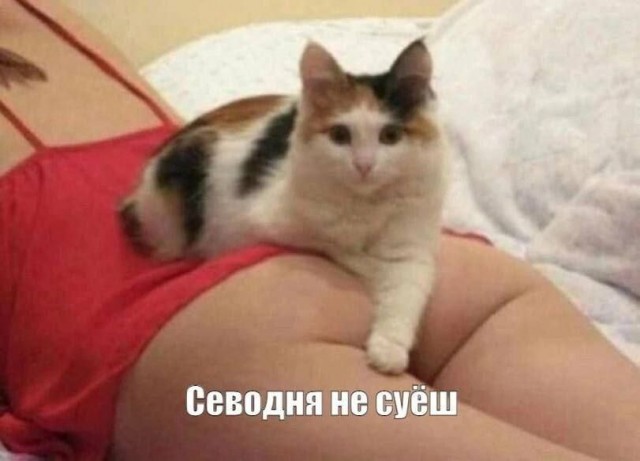 Забавные и не очень скромные картинки - 3