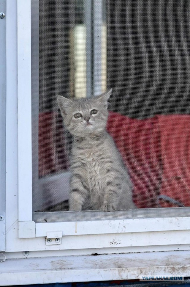 Котята познают мир