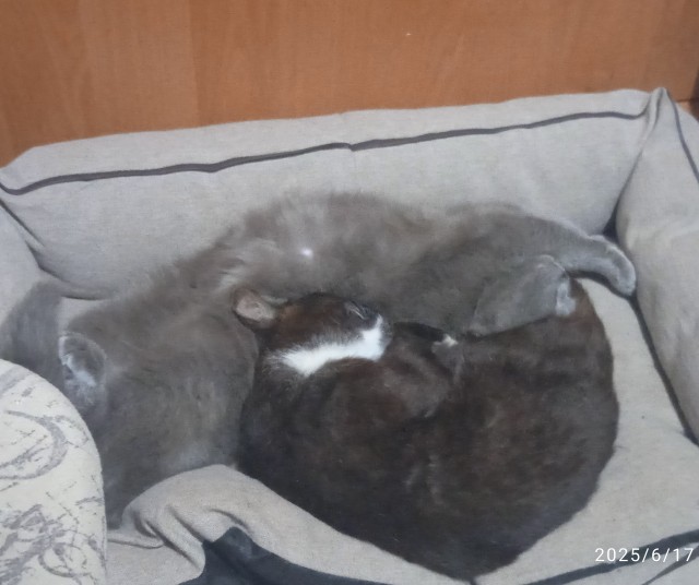 Раб в квадрате. Котовторник же.