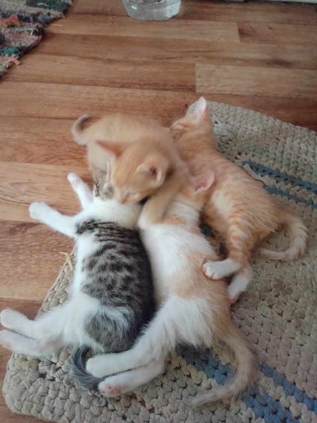 Котовторник скоро.