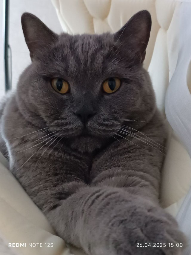 Котовторник