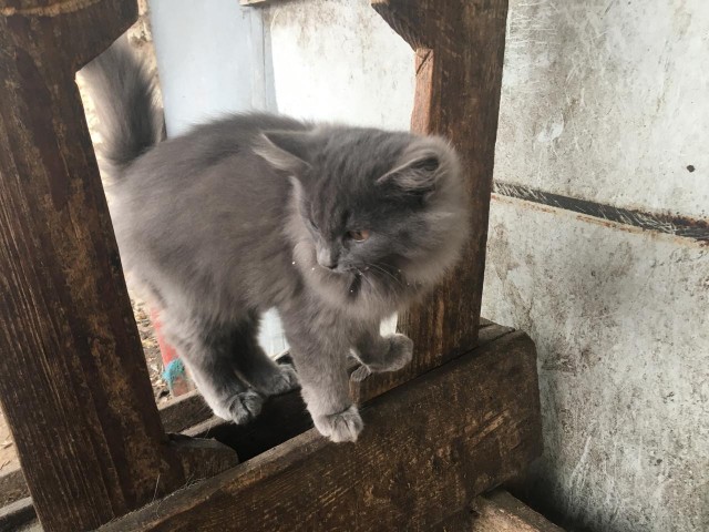 Кошаки