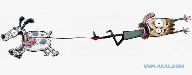 Гуляйте где положено. В Петербурге приняли закон о содержании собак