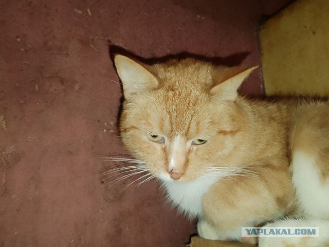Жизнь домашнего приюта для котеек 571