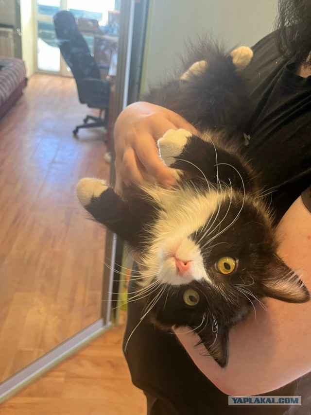Котейка на укотовление