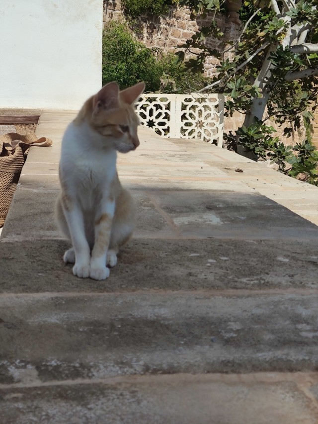 Уличные кошки Марокко