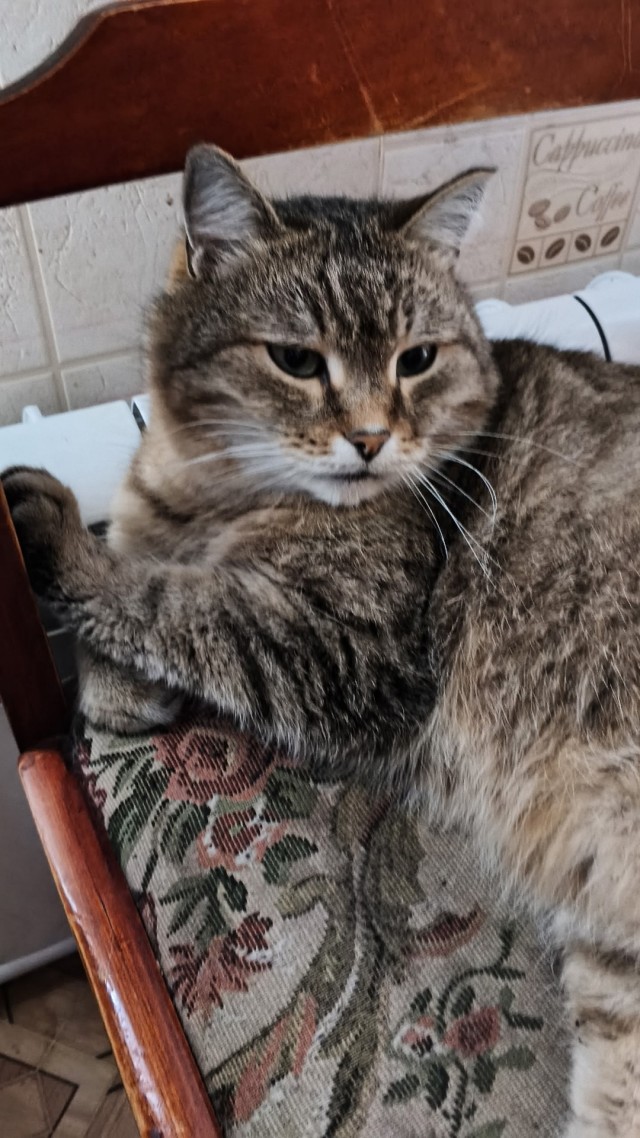 Мой кот