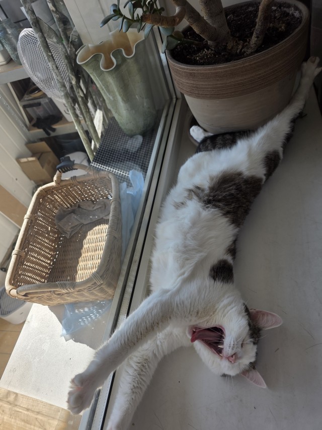 Фотки красивого кота.