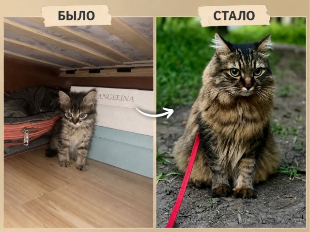 Про кошек. Было и стало.