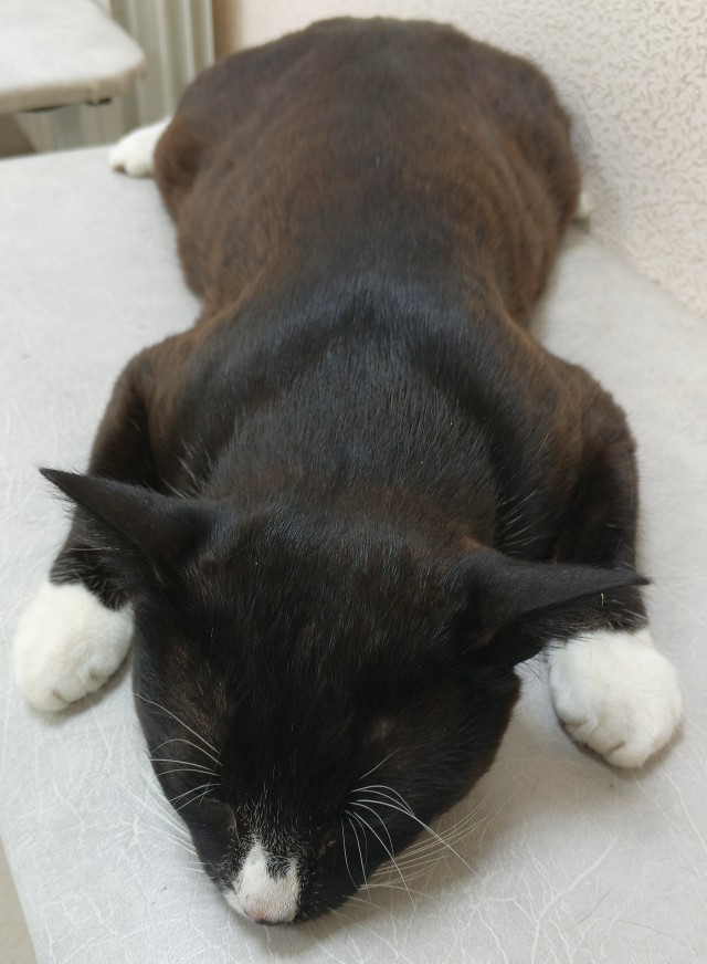 Очередной котовторник