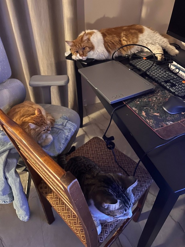 Котовторник Тимоноподобный