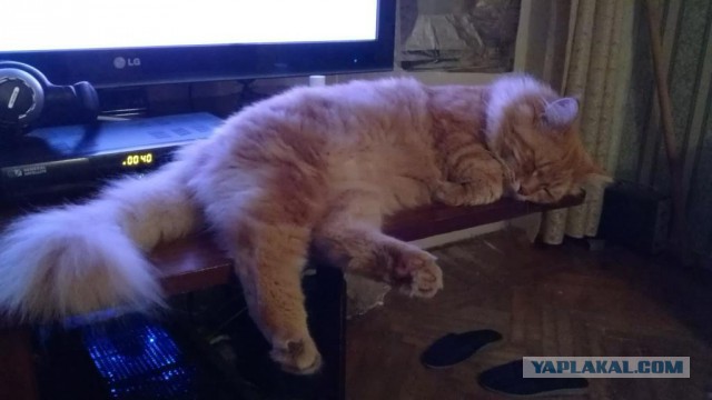 Котовторник 22.10.2013