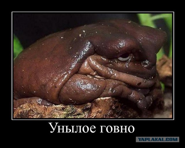 Капитан Кенгуру - Война начнётся завтра утром