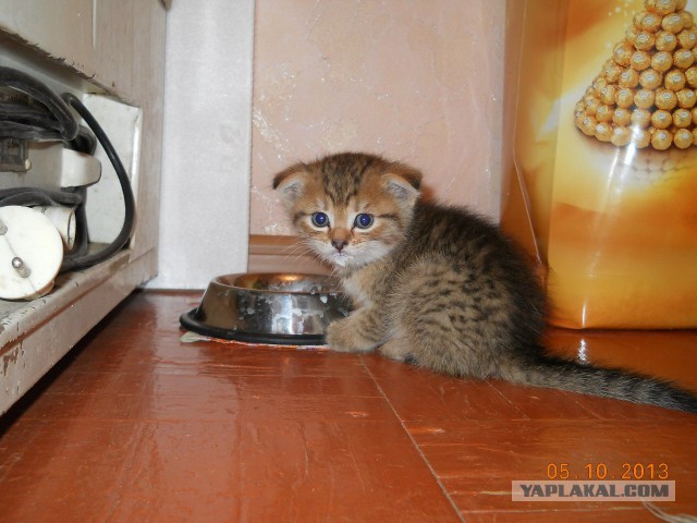 Котовторник 22.07.14