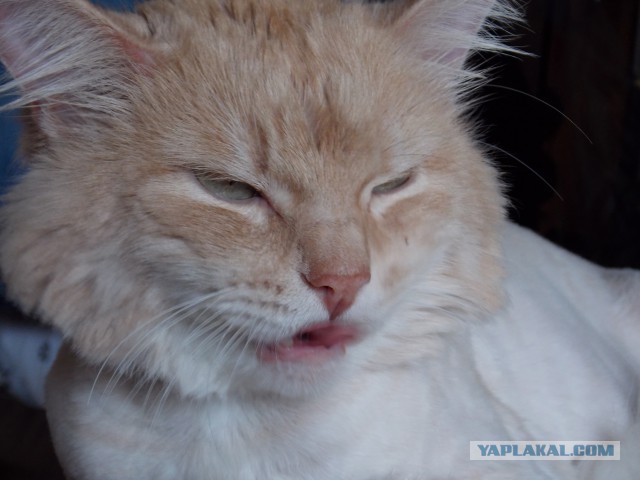 Котовторник 12.08.2014