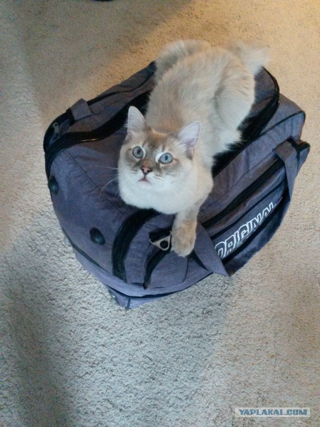 Котовторник 16.09.14