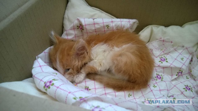 Котовторник 9.12.2014