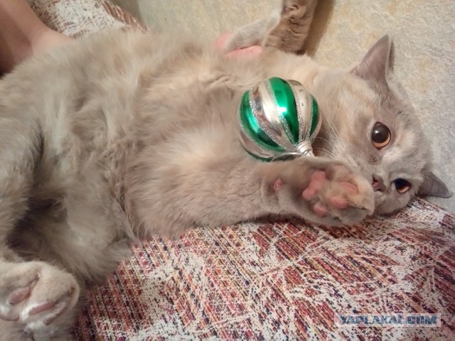 Котовторник