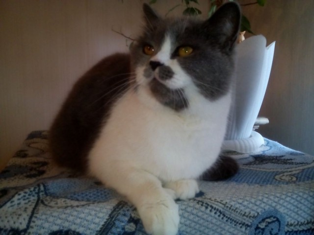 Котовторник 31.03.2015