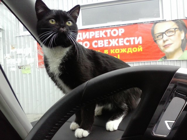 История одного котенка
