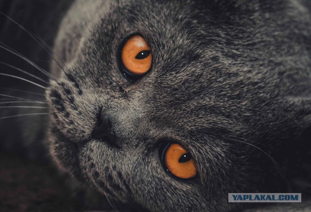 Котовторник