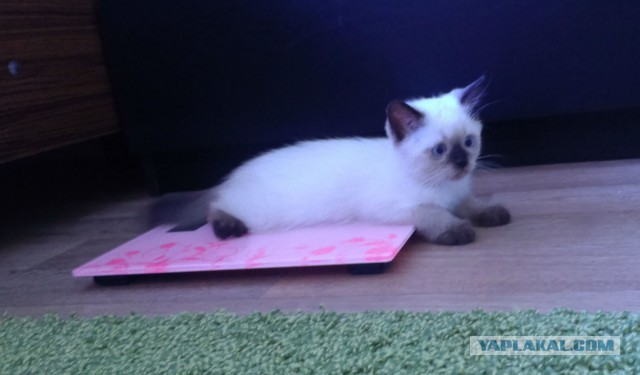 Котовторник 7.07.2015