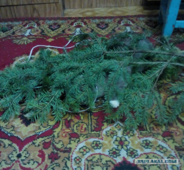 Котовторник  21.07.2015