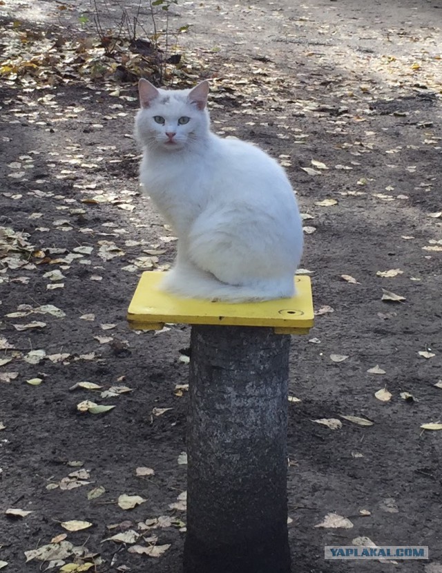 Котовторник 17.11.2015