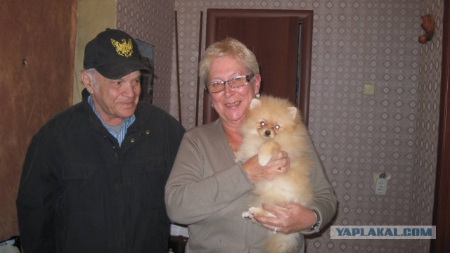 Как нашли собаку