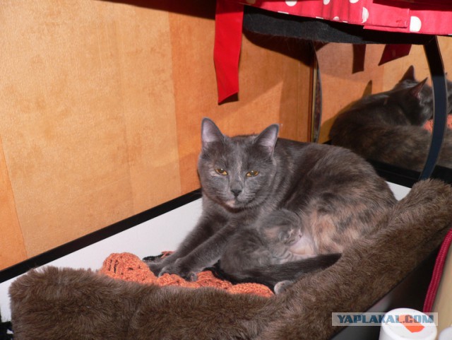 Котовторник