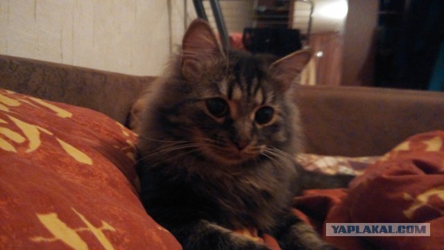 Про моего котика: нежного, злого, вредного