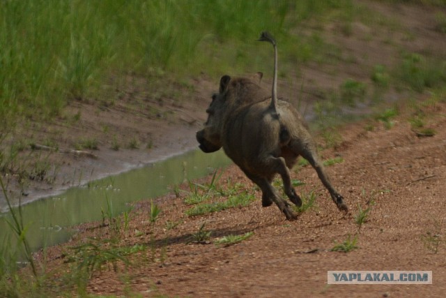 Всем нашим встречам,  увы, разлуки суждены...