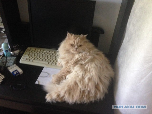 Котовторник 07.06.2016